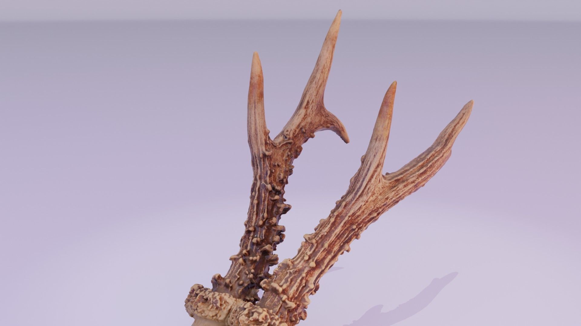 Deer skull with horns 01 high-poly 3D model_33