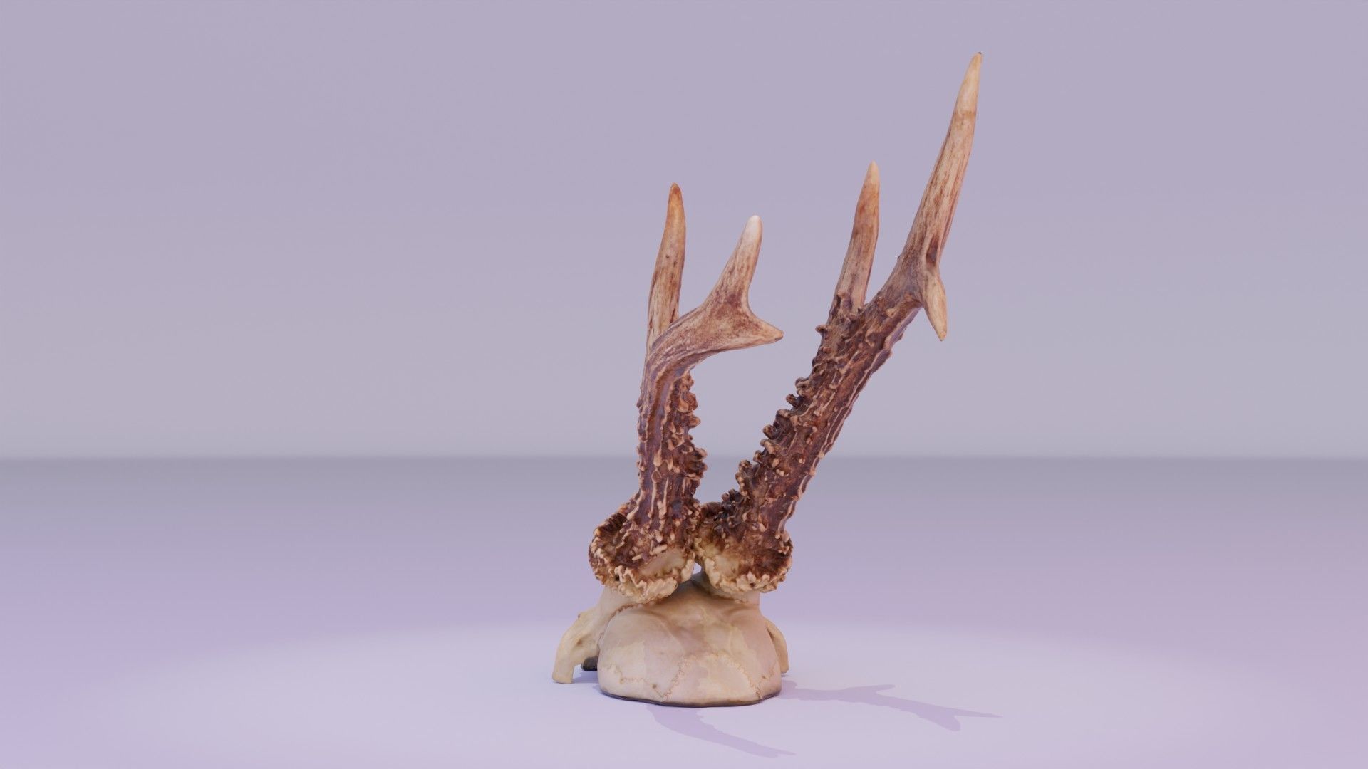 Deer skull with horns 01 high-poly 3D model_27