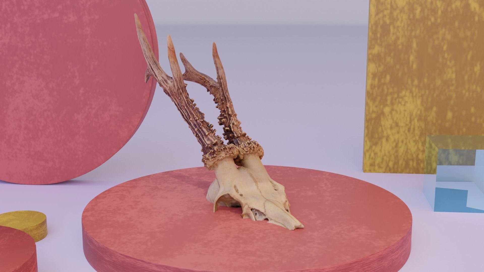 Deer skull with horns 01 high-poly 3D model_11