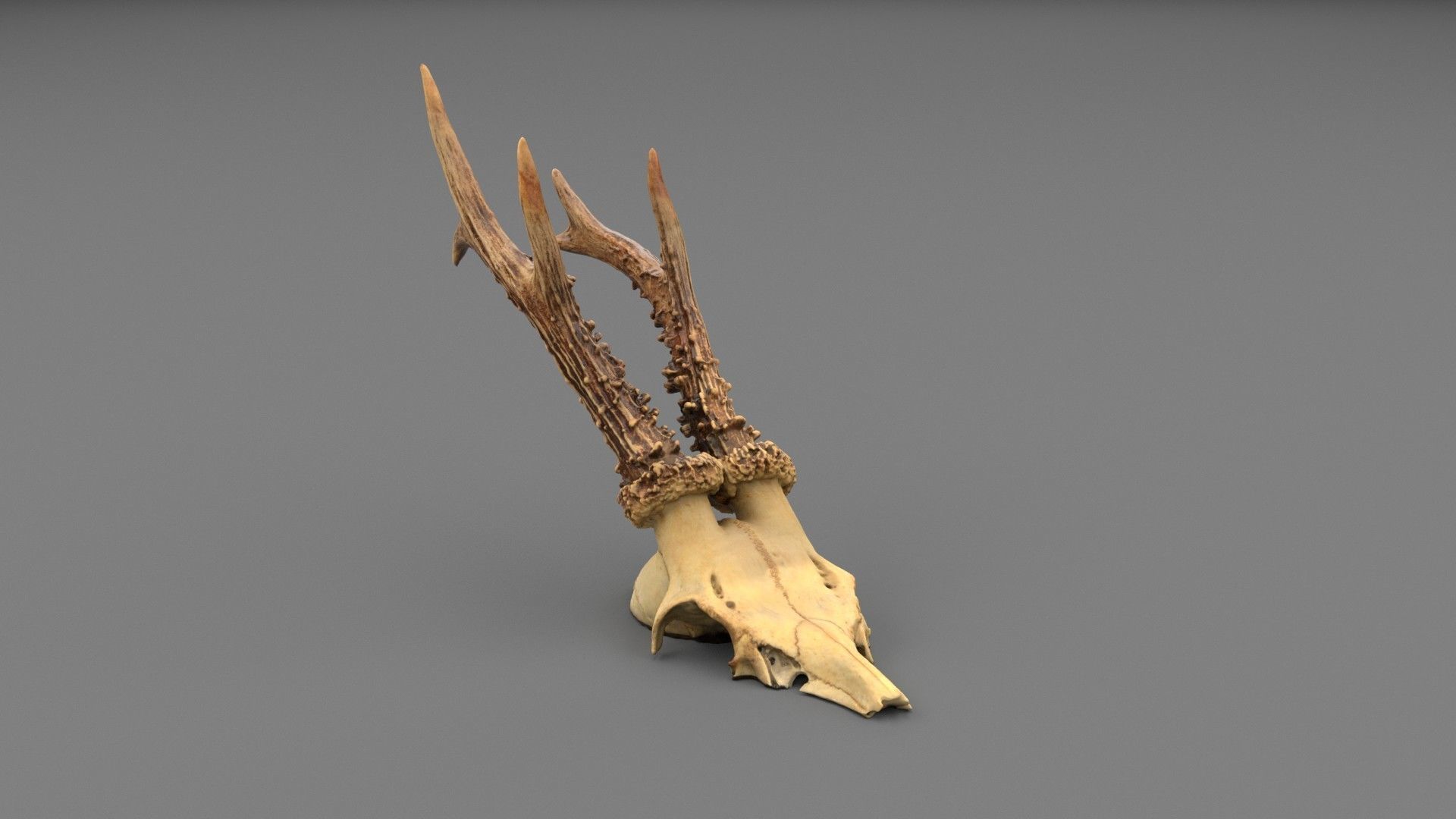 Deer skull with horns 01 high-poly 3D model_1