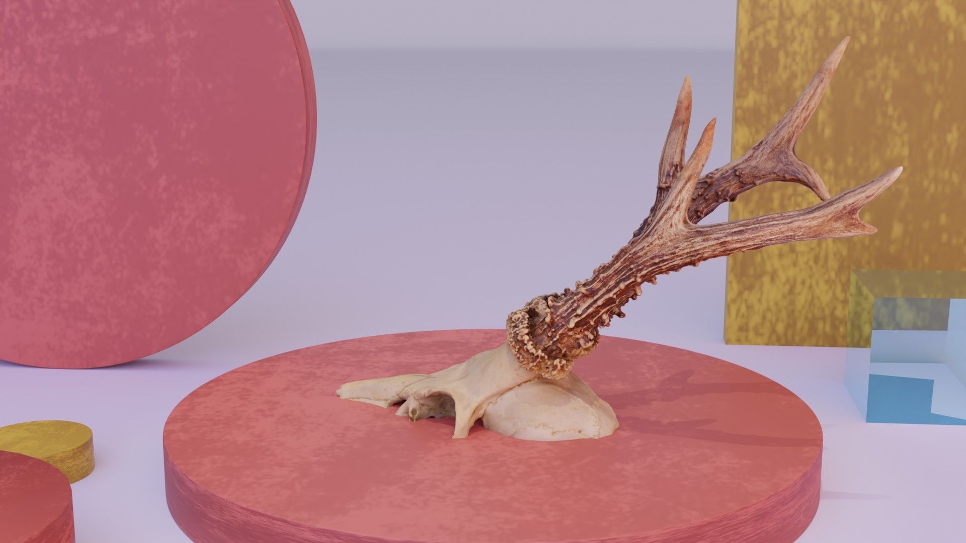 Deer skull with horns 01 high-poly 3D model_17