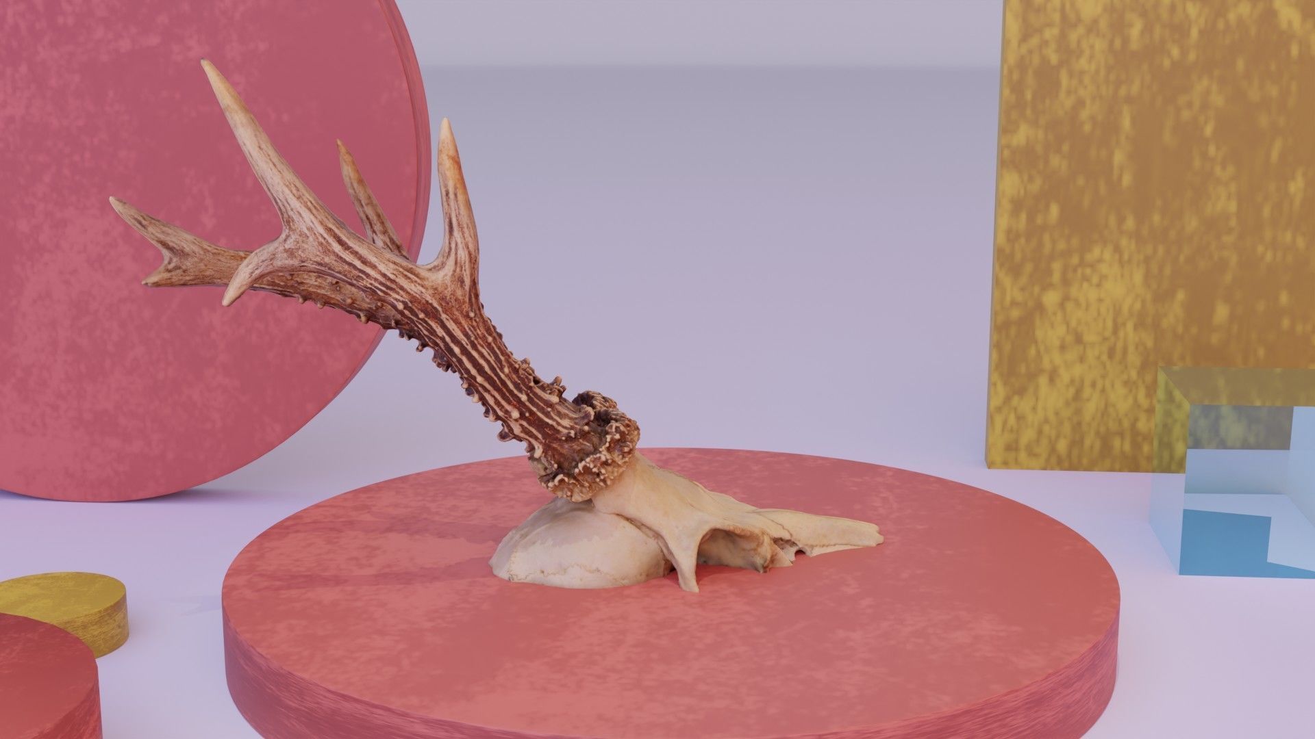 Deer skull with horns 01 high-poly 3D model_13