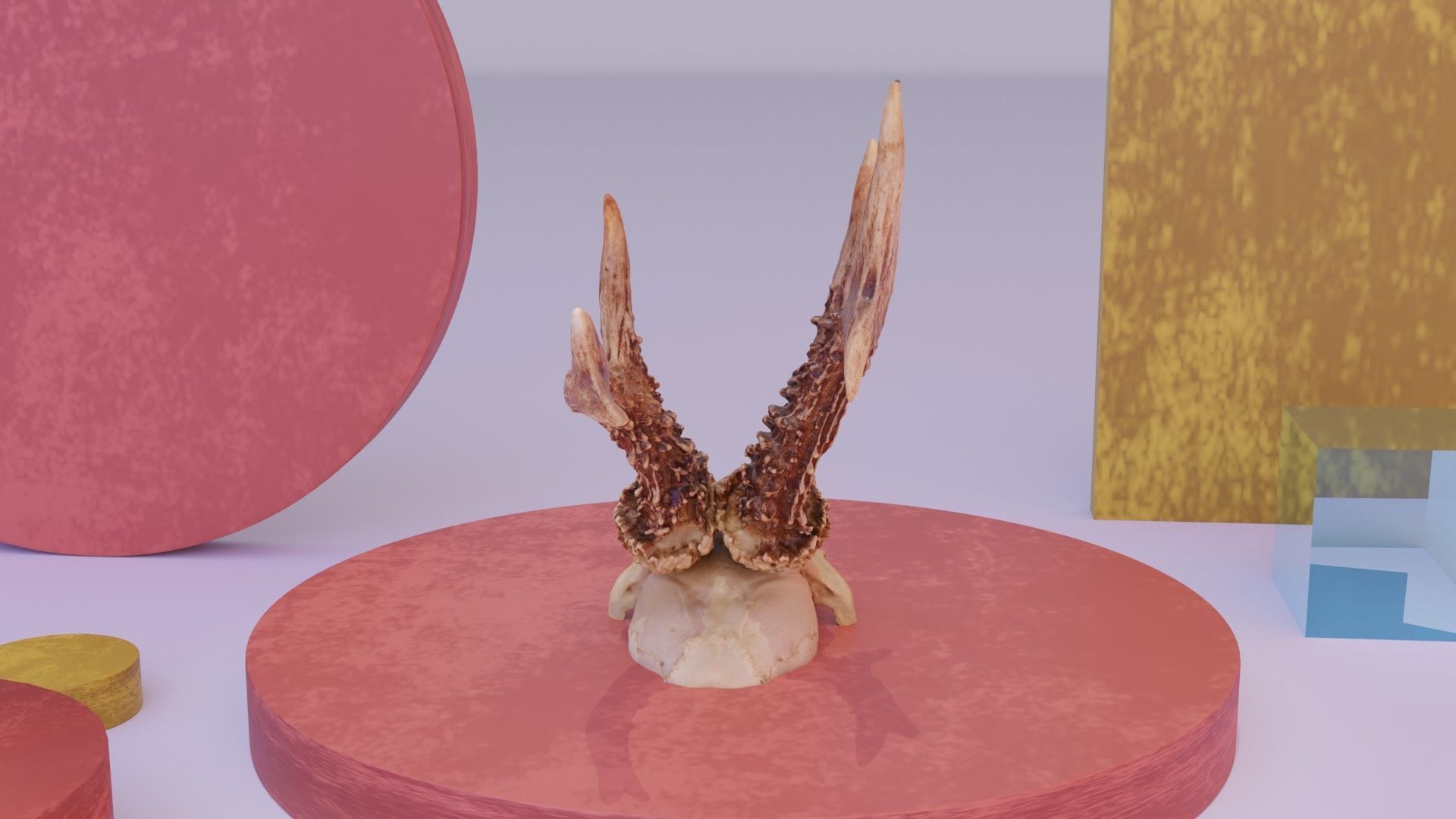 Deer skull with horns 01 high-poly 3D model_15