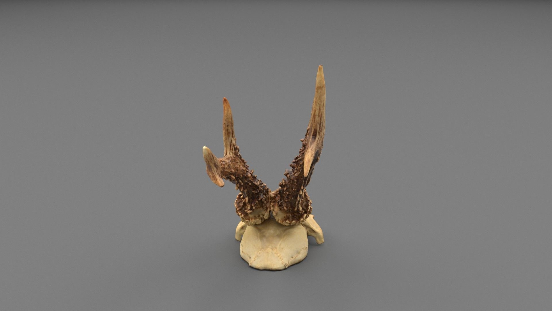 Deer skull with horns 01 high-poly 3D model_5