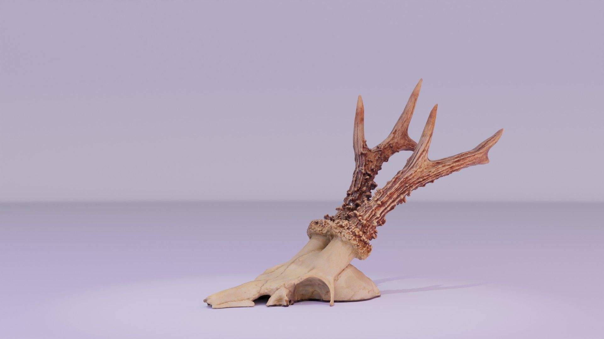 Deer skull with horns 01 high-poly 3D model_30