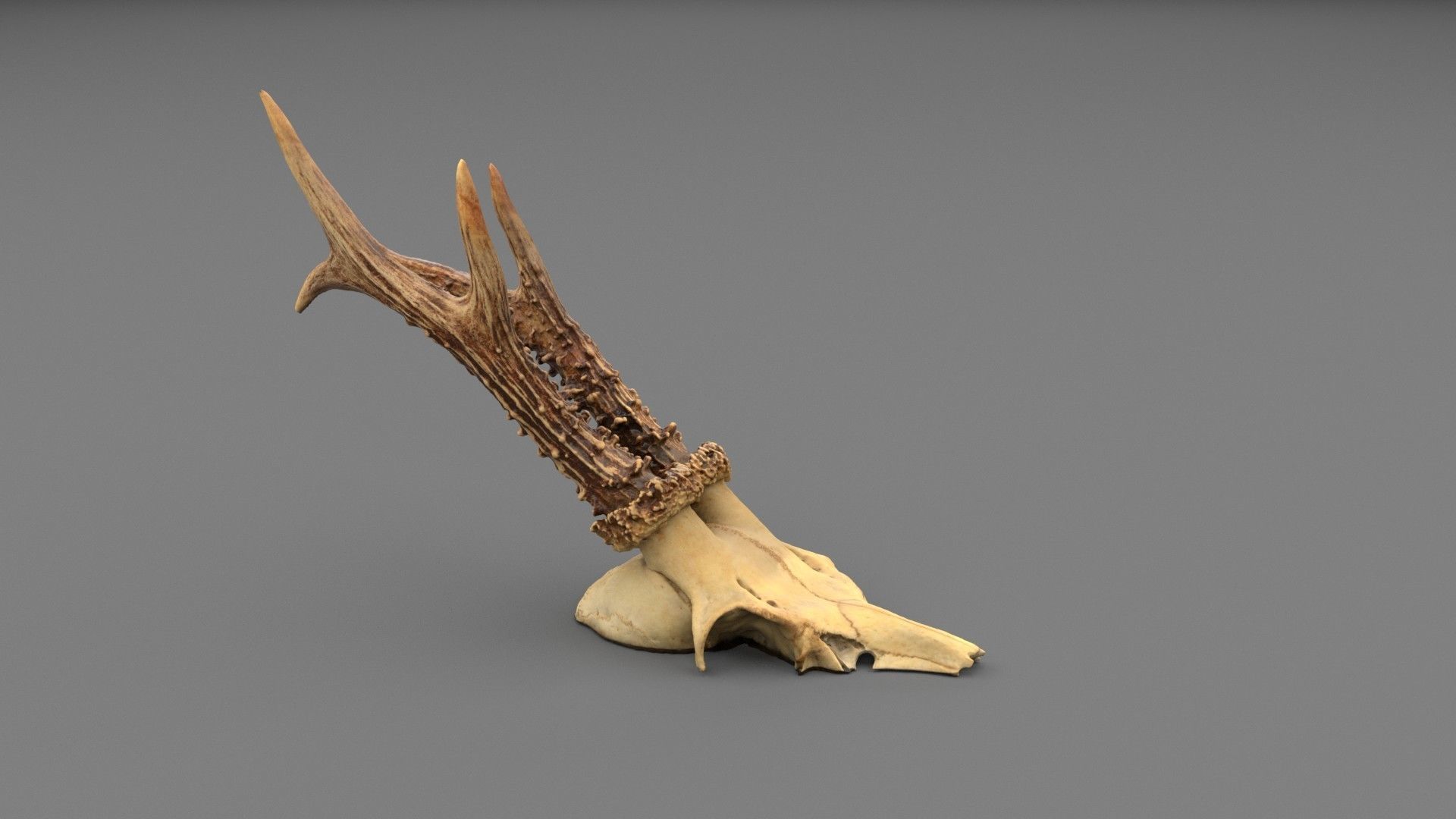 Deer skull with horns 01 high-poly 3D model_2