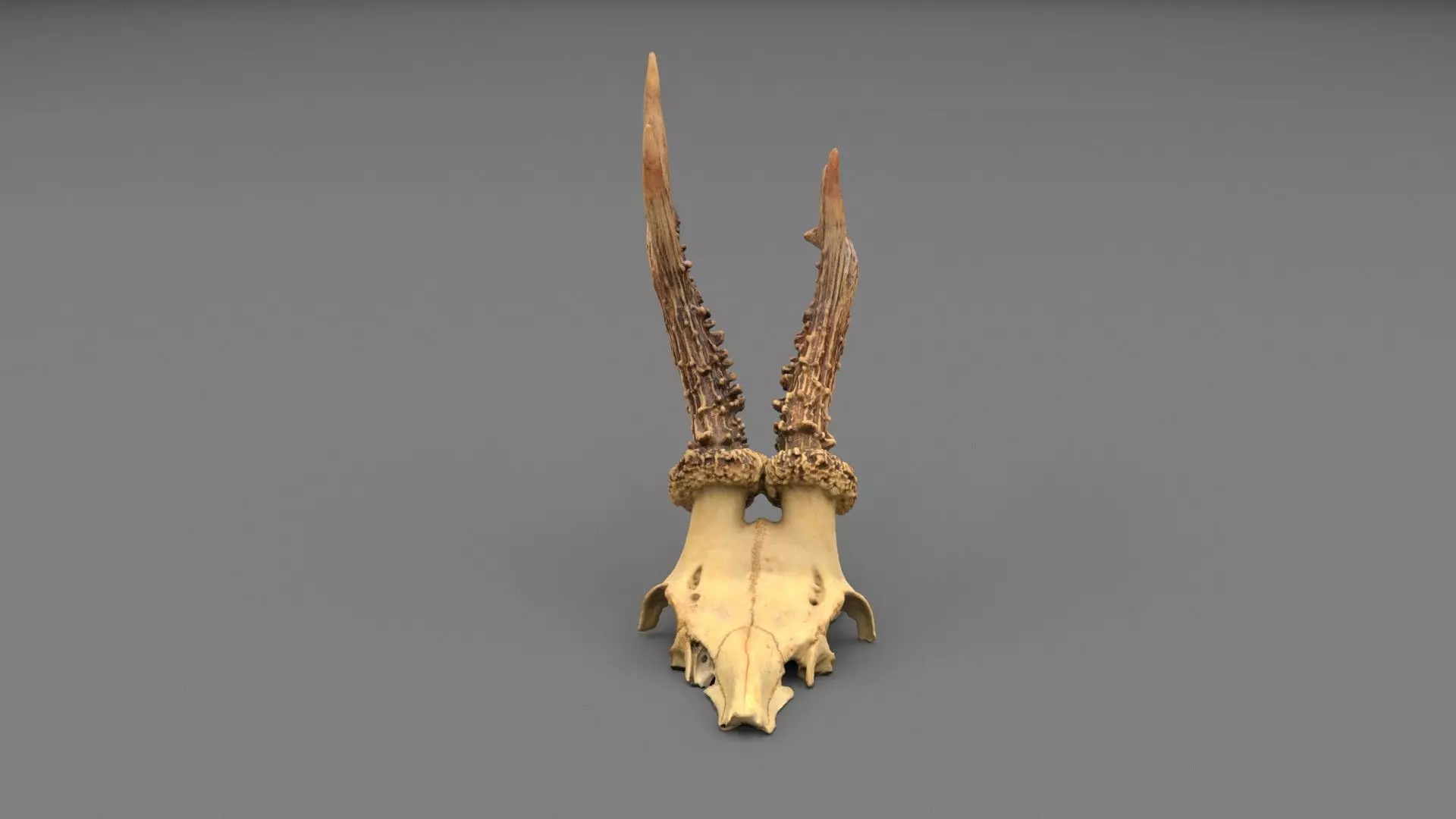 Deer skull with horns 01 high-poly 3D model_0