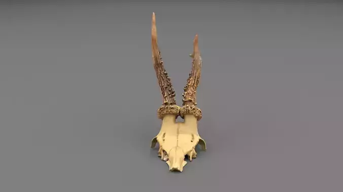 Deer skull with horns 01 high-poly