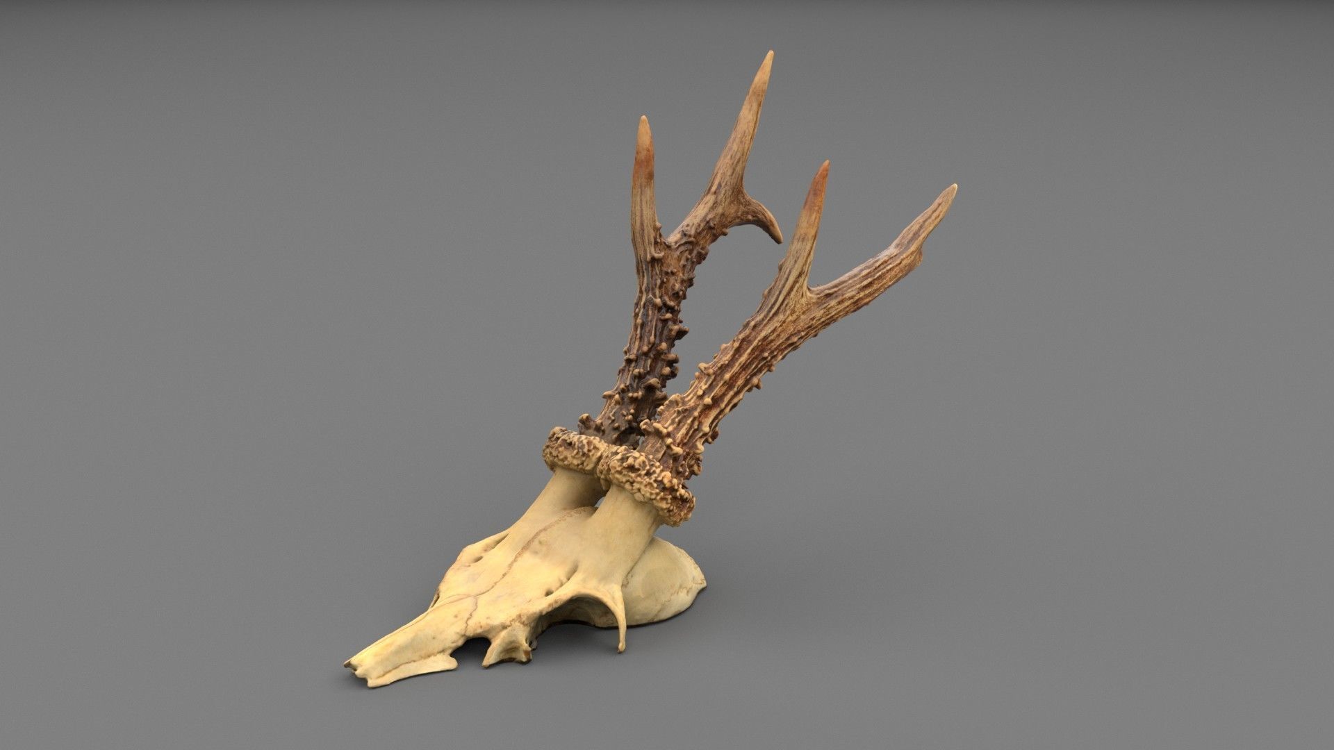 Deer skull with horns 01 high-poly 3D model_9