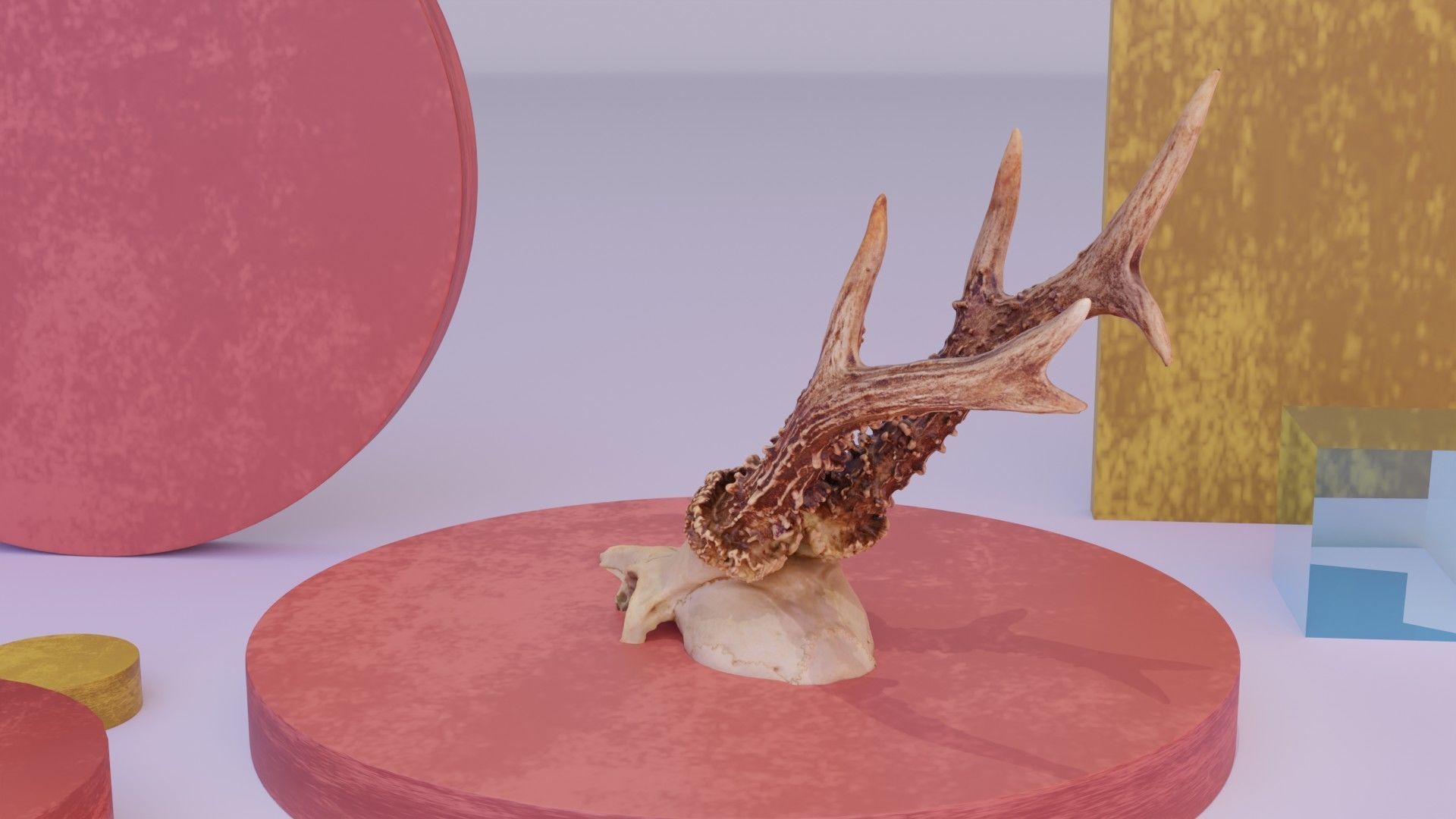 Deer skull with horns 01 high-poly 3D model_16