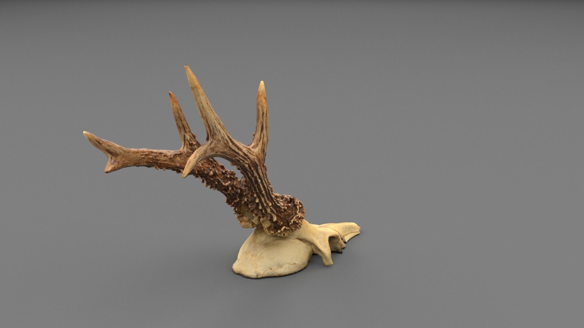 Deer skull with horns 01 high-poly 3D model_4