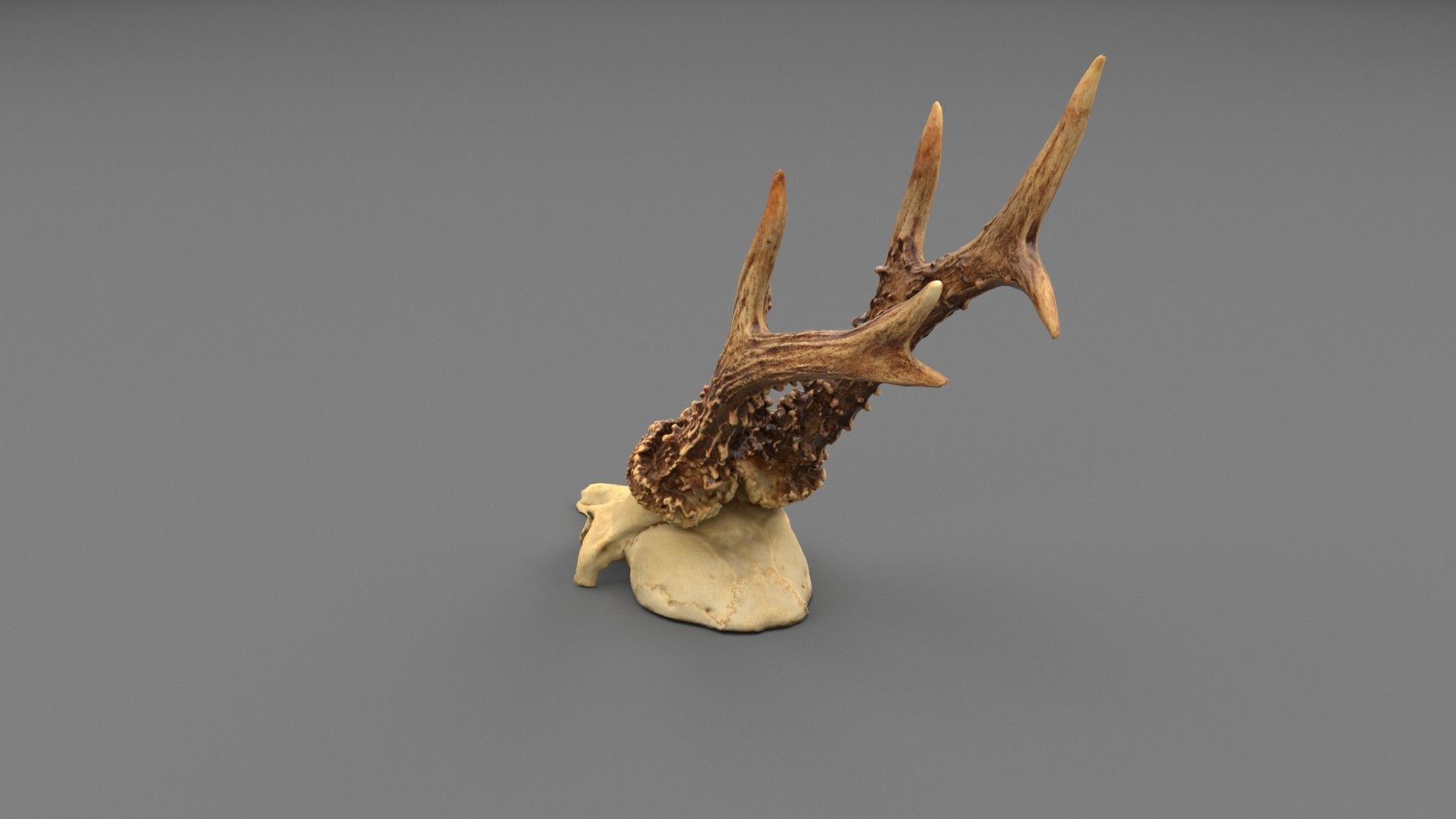 Deer skull with horns 01 high-poly 3D model_6