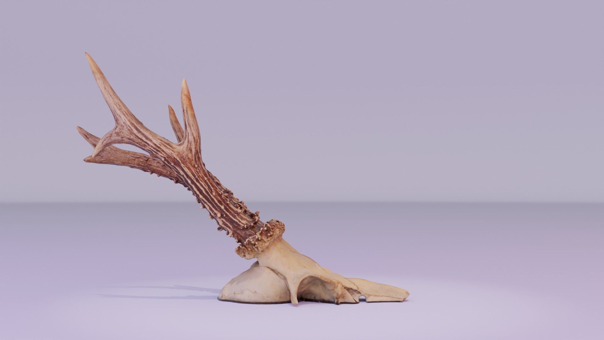 Deer skull with horns 01 high-poly 3D model_24