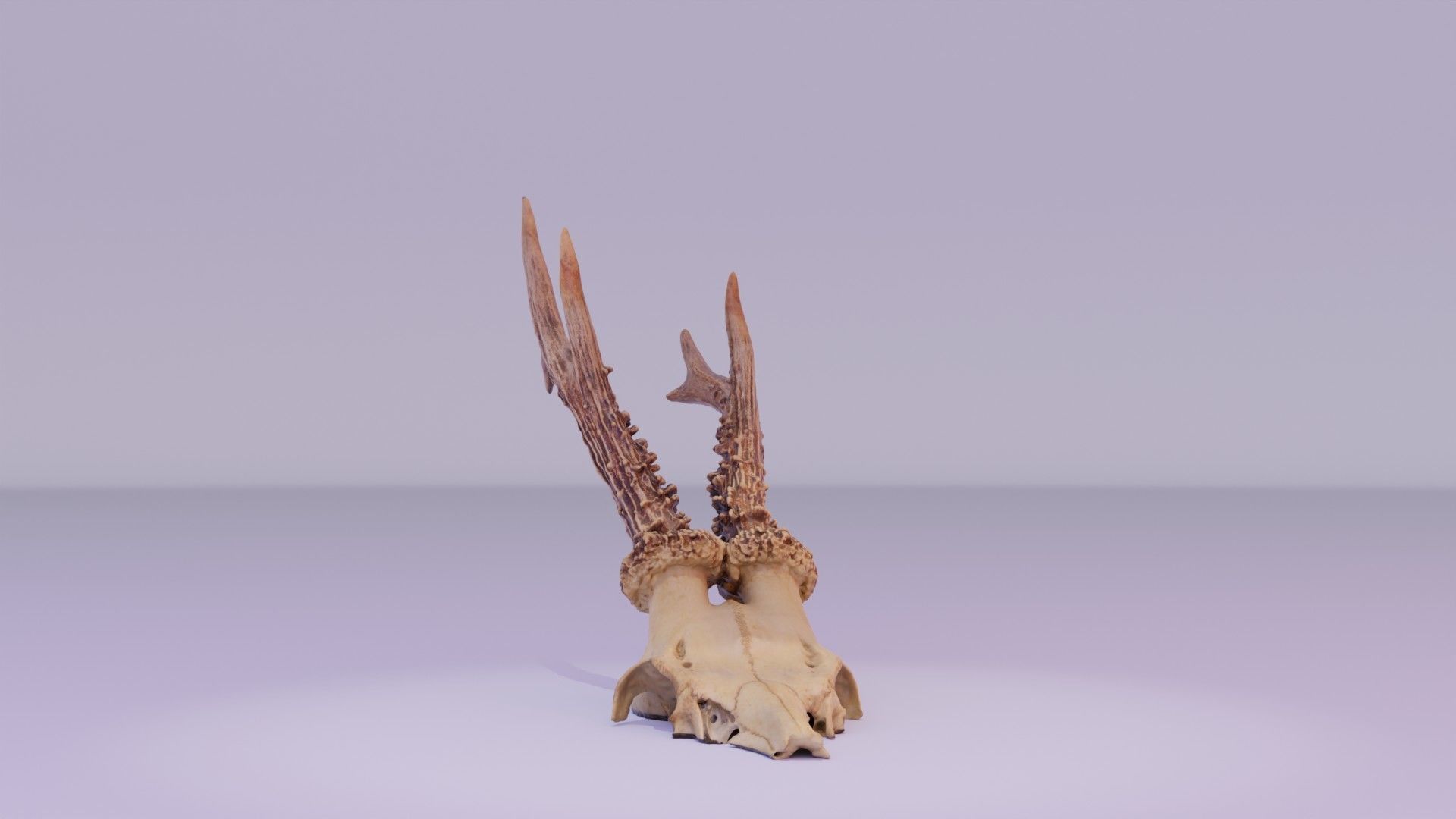 Deer skull with horns 01 high-poly 3D model_22