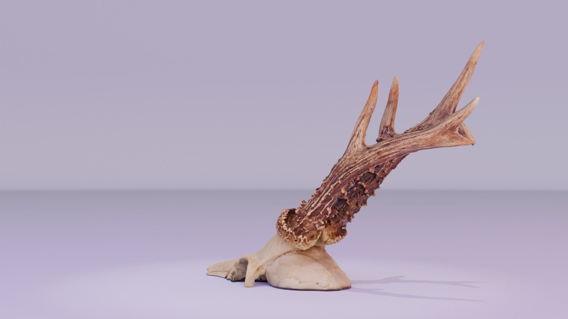 Deer skull with horns 01 high-poly 3D model_28
