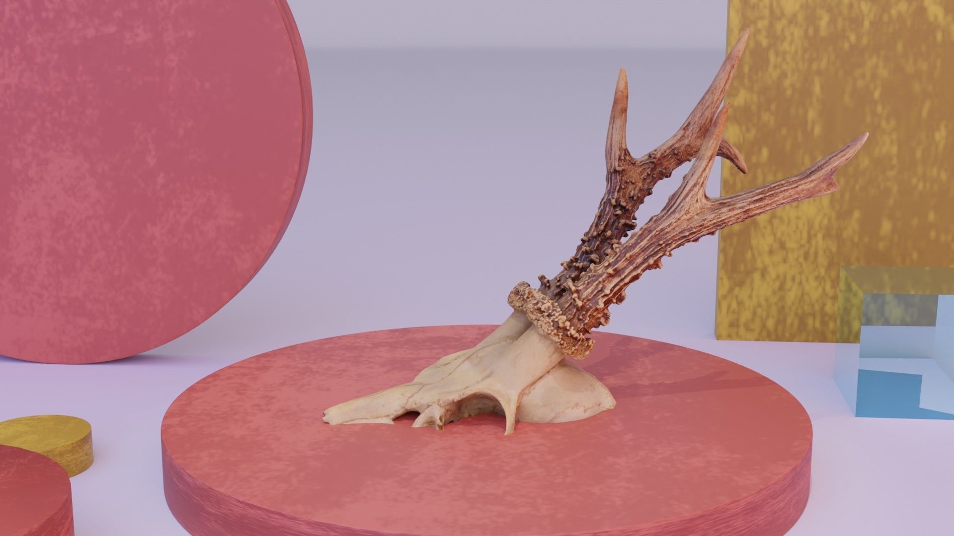 Deer skull with horns 01 high-poly 3D model_18