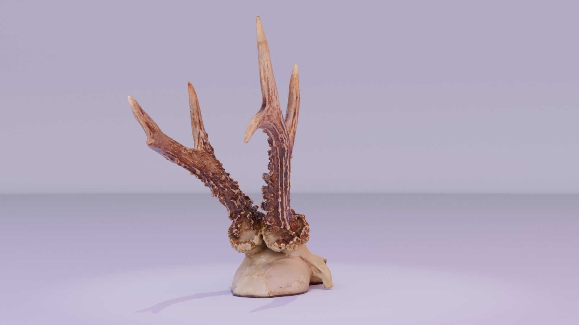 Deer skull with horns 01 high-poly 3D model_26