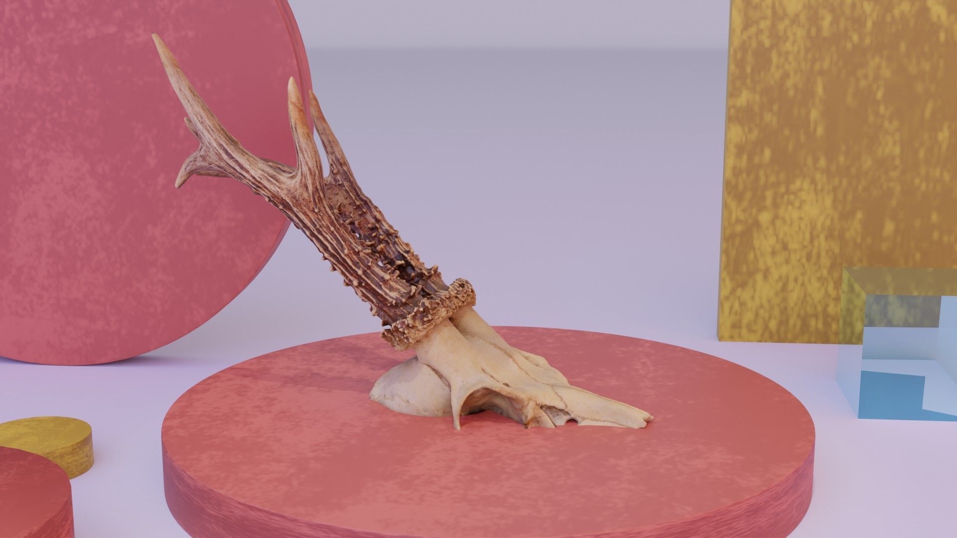 Deer skull with horns 01 high-poly 3D model_12