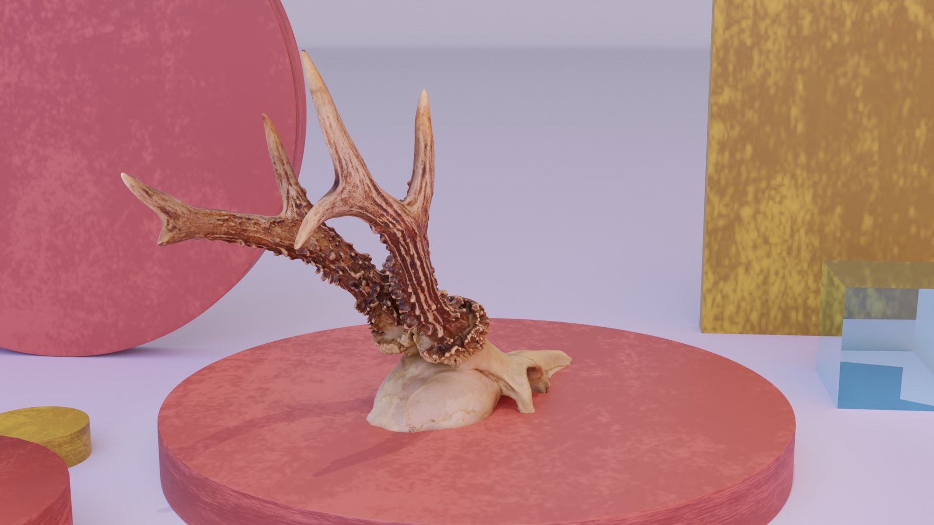 Deer skull with horns 01 high-poly 3D model_14