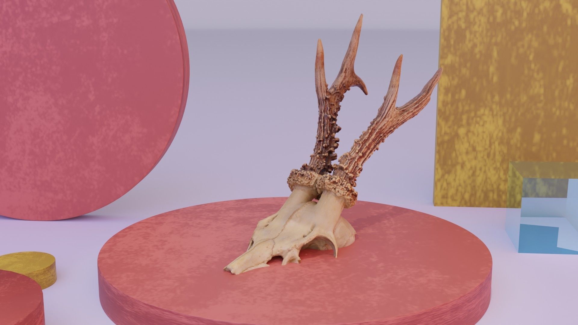 Deer skull with horns 01 high-poly 3D model_21