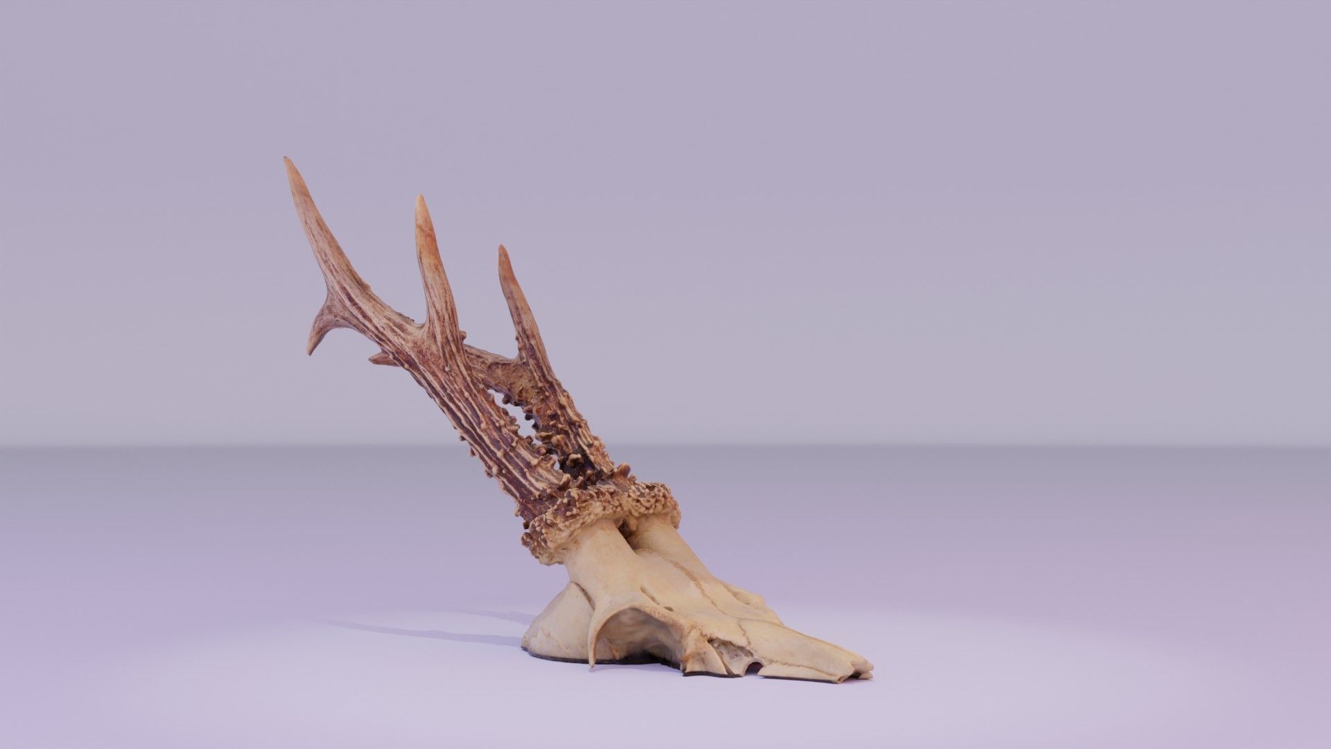 Deer skull with horns 01 high-poly 3D model_23