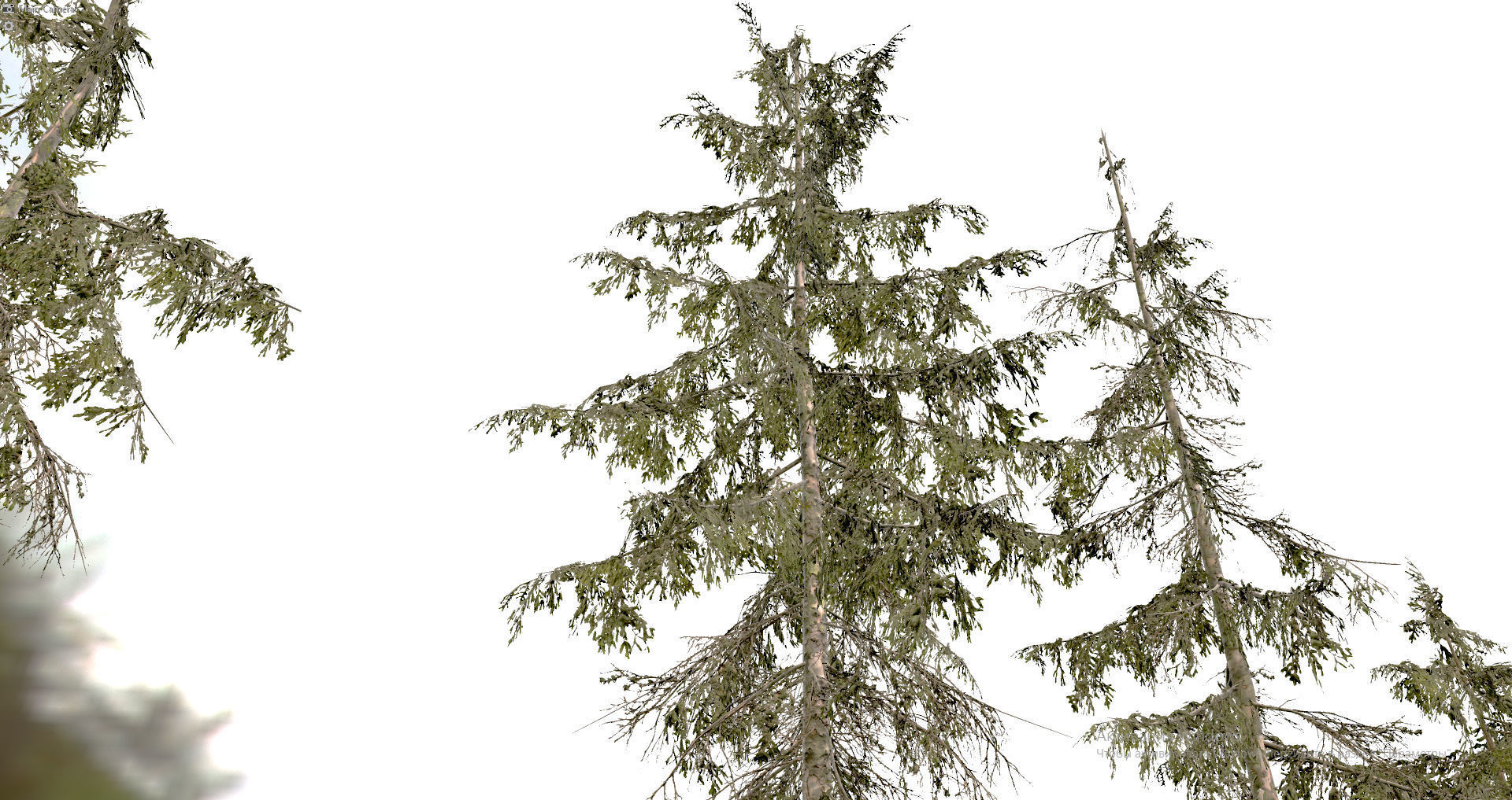 Spruce Trees Low-poly 3D model_16