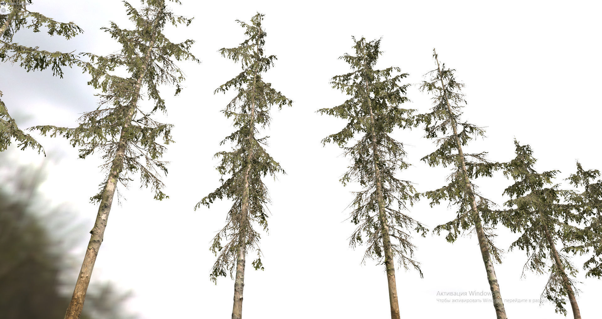 Spruce Trees Low-poly 3D model_20