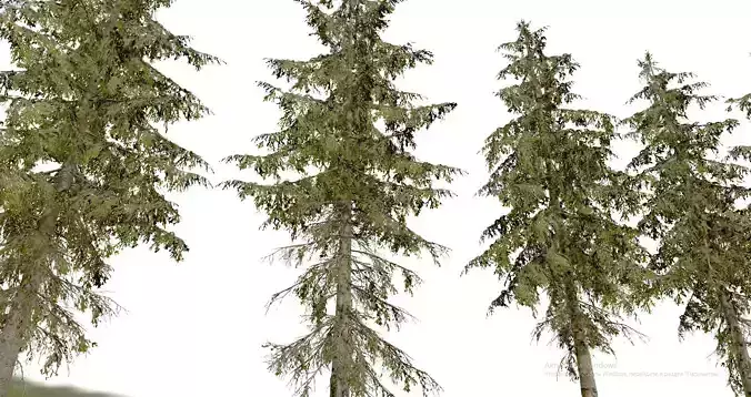 Spruce Trees Low-poly 3D model