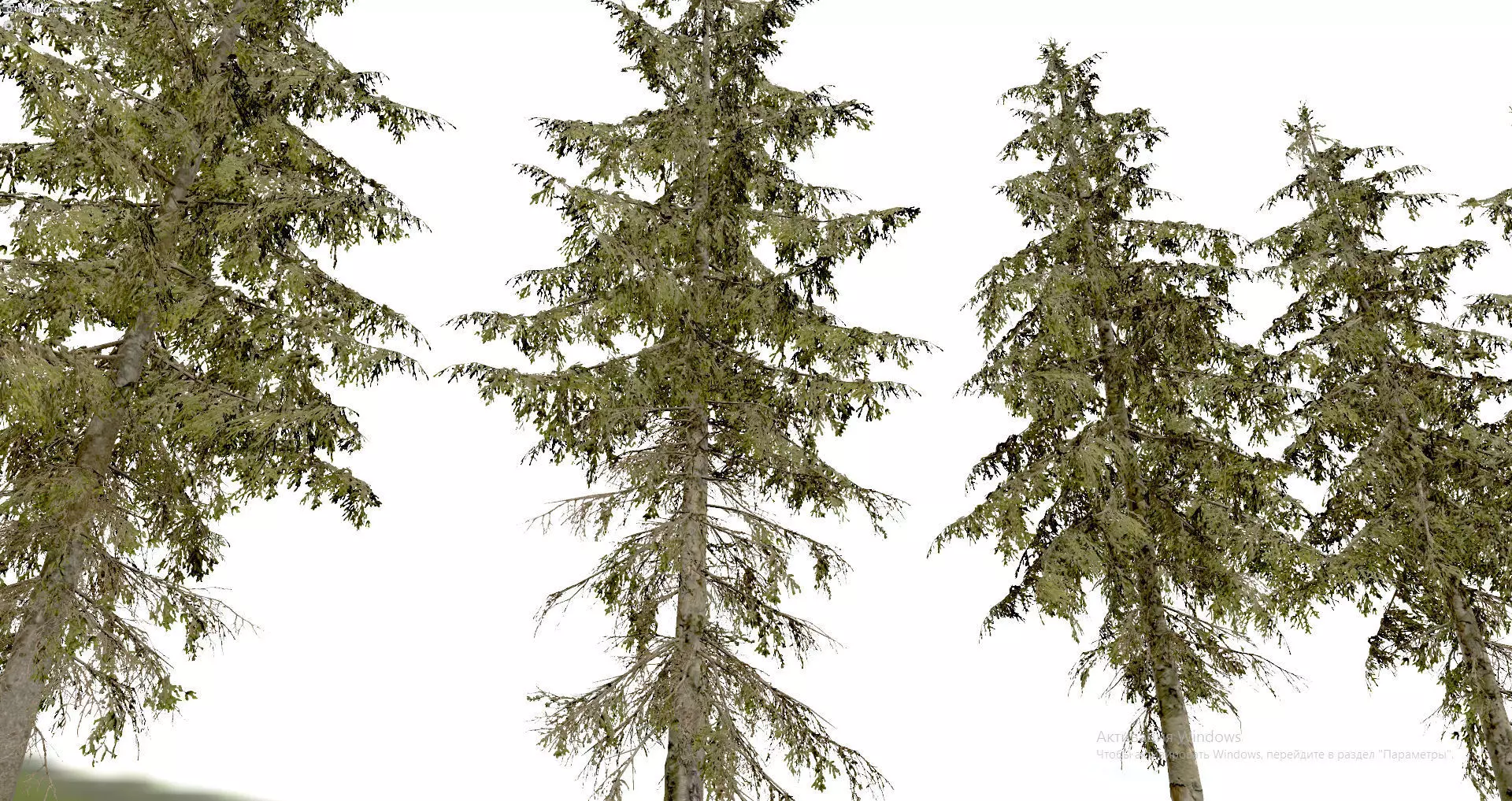 Spruce Trees Low-poly 3D model_0