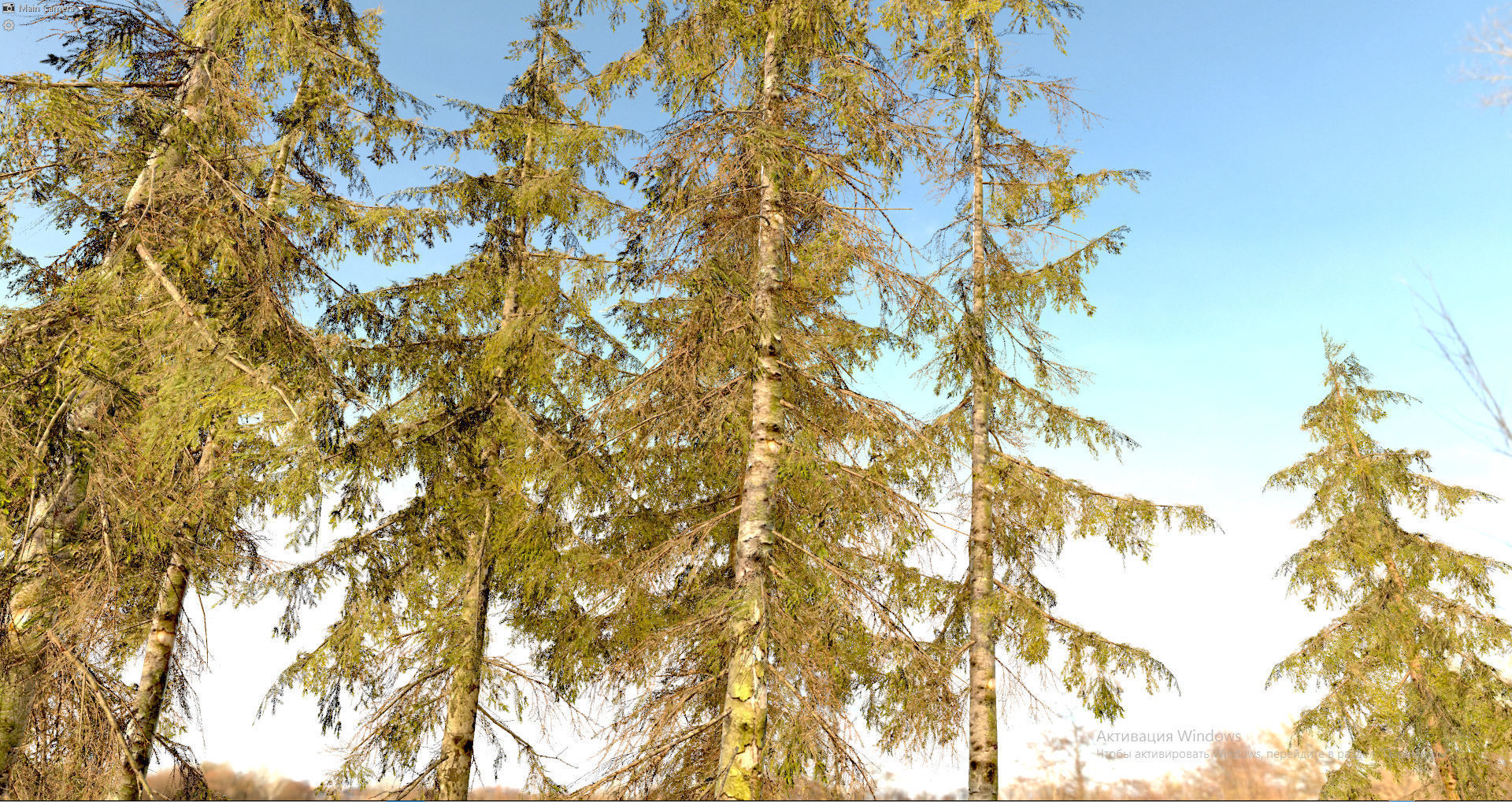 Spruce Trees Low-poly 3D model_8