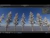 Spruce Trees Low-poly 3D model_2