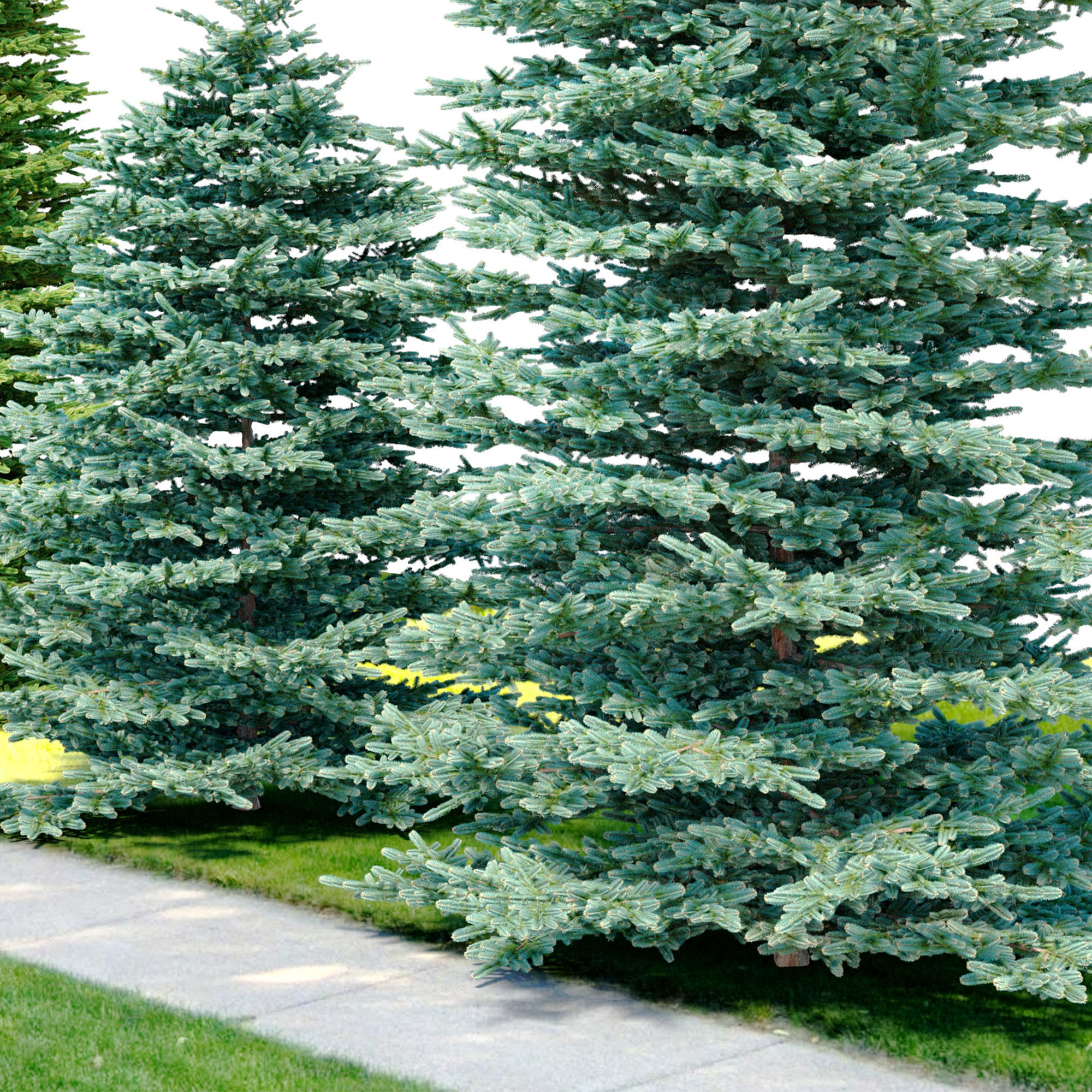 Spruce trees set 3D model_5