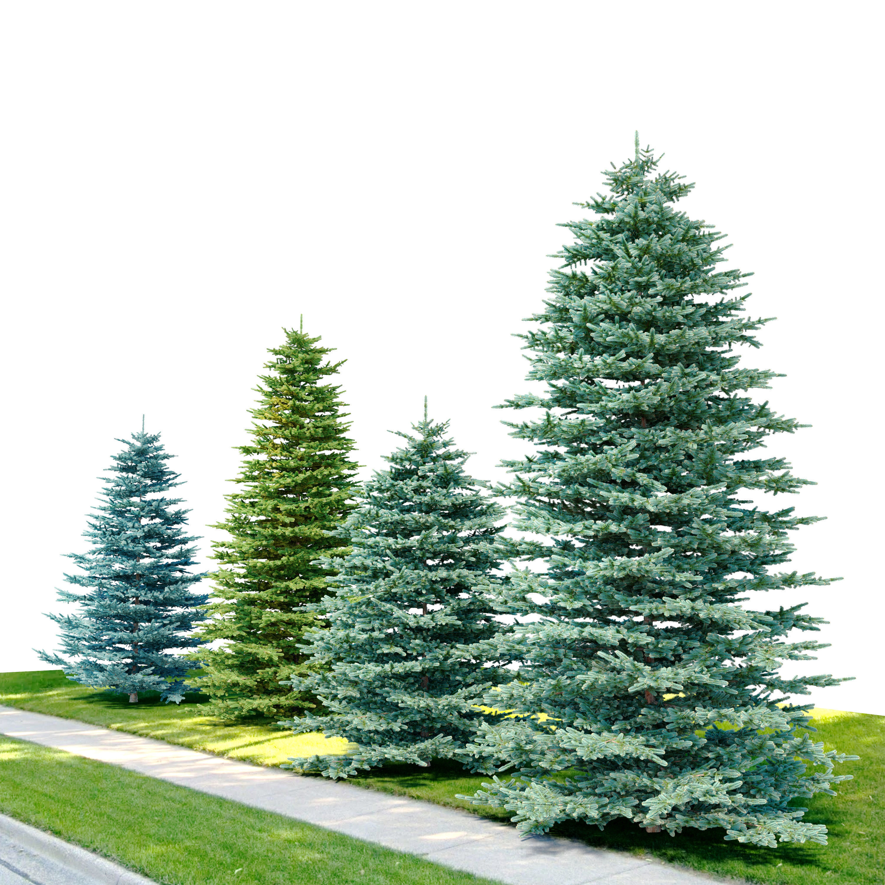 Spruce trees set 3D model_1