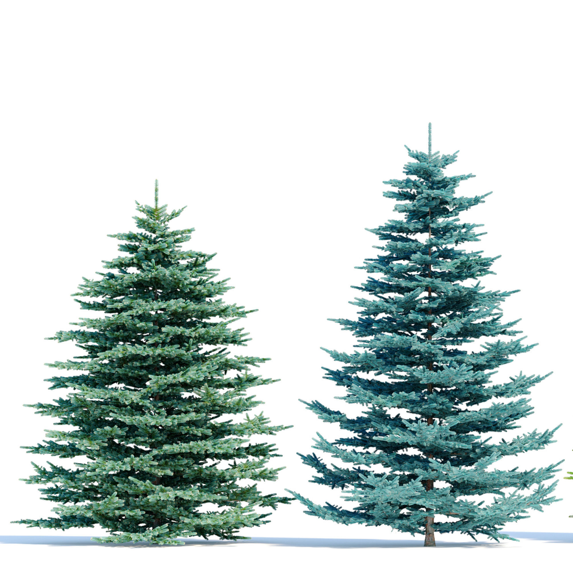 Spruce trees set 3D model_3