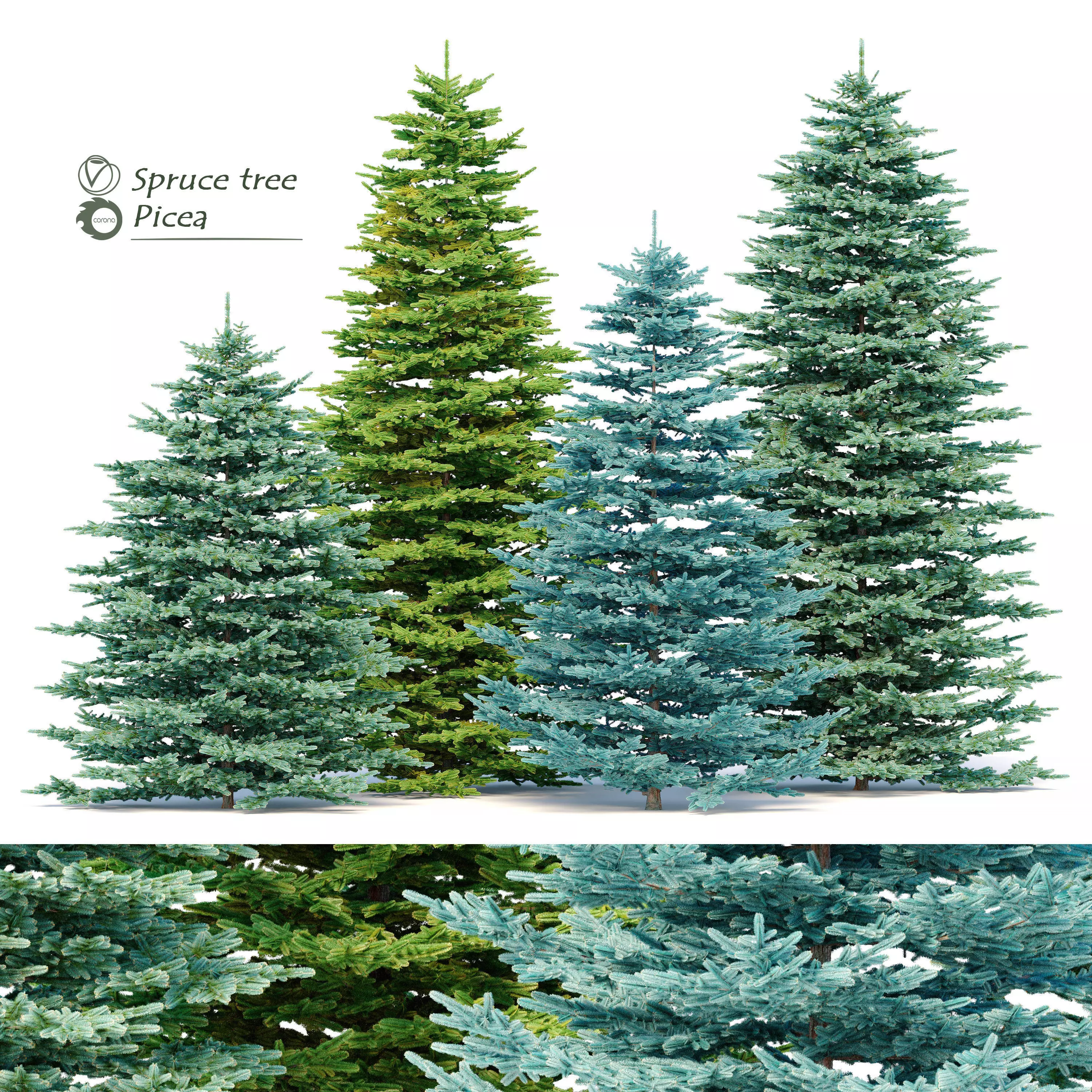 Spruce trees set 3D model_0