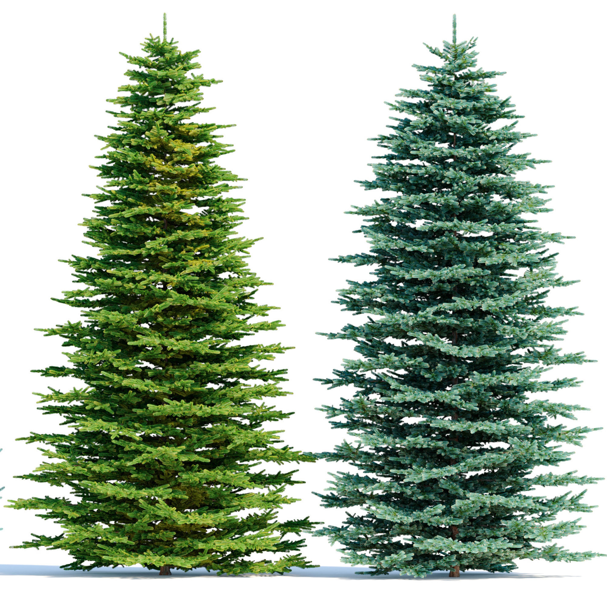 Spruce trees set 3D model_4