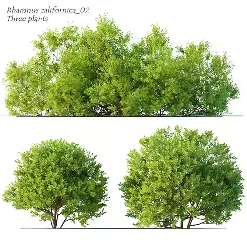 Rhamnus californica 02 3D model