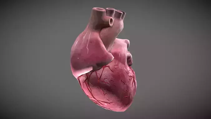 Human Heart