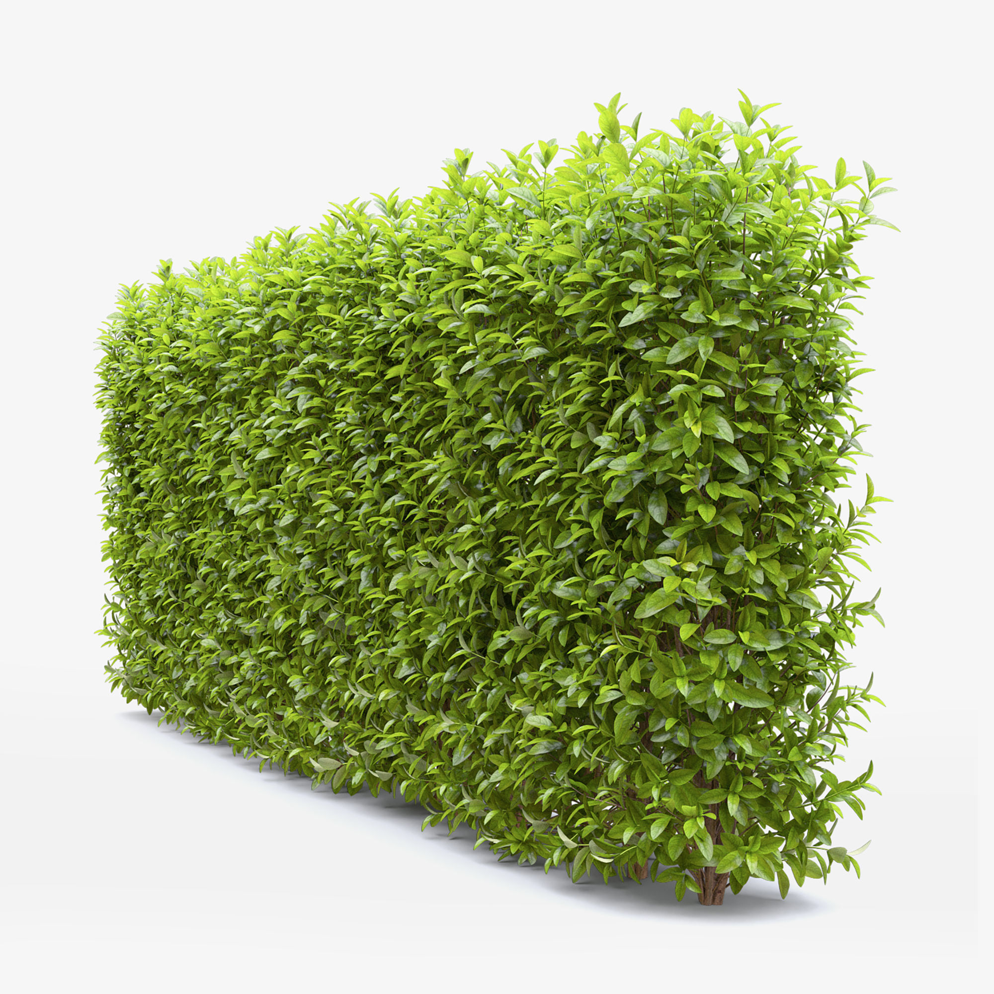 Laurocerasus hedge 01 3D model_3