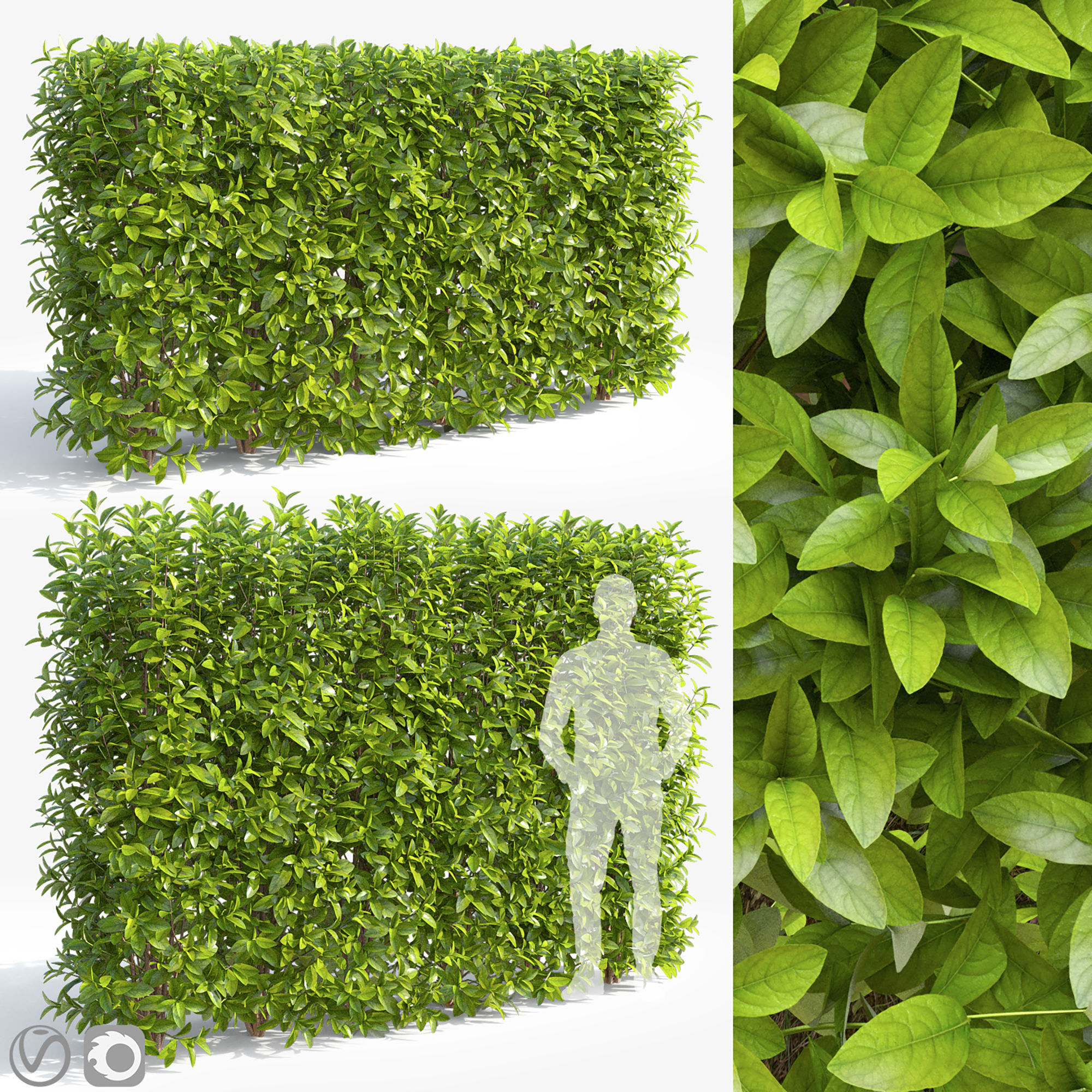 Laurocerasus hedge 01 3D model_4