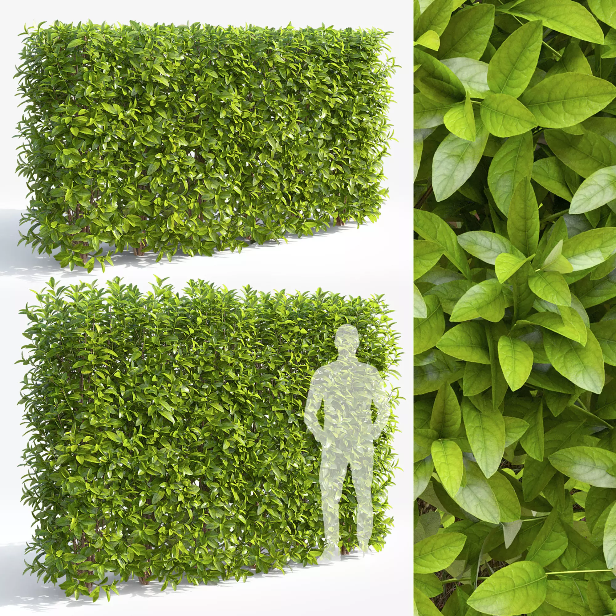 Laurocerasus hedge 01 3D model_0