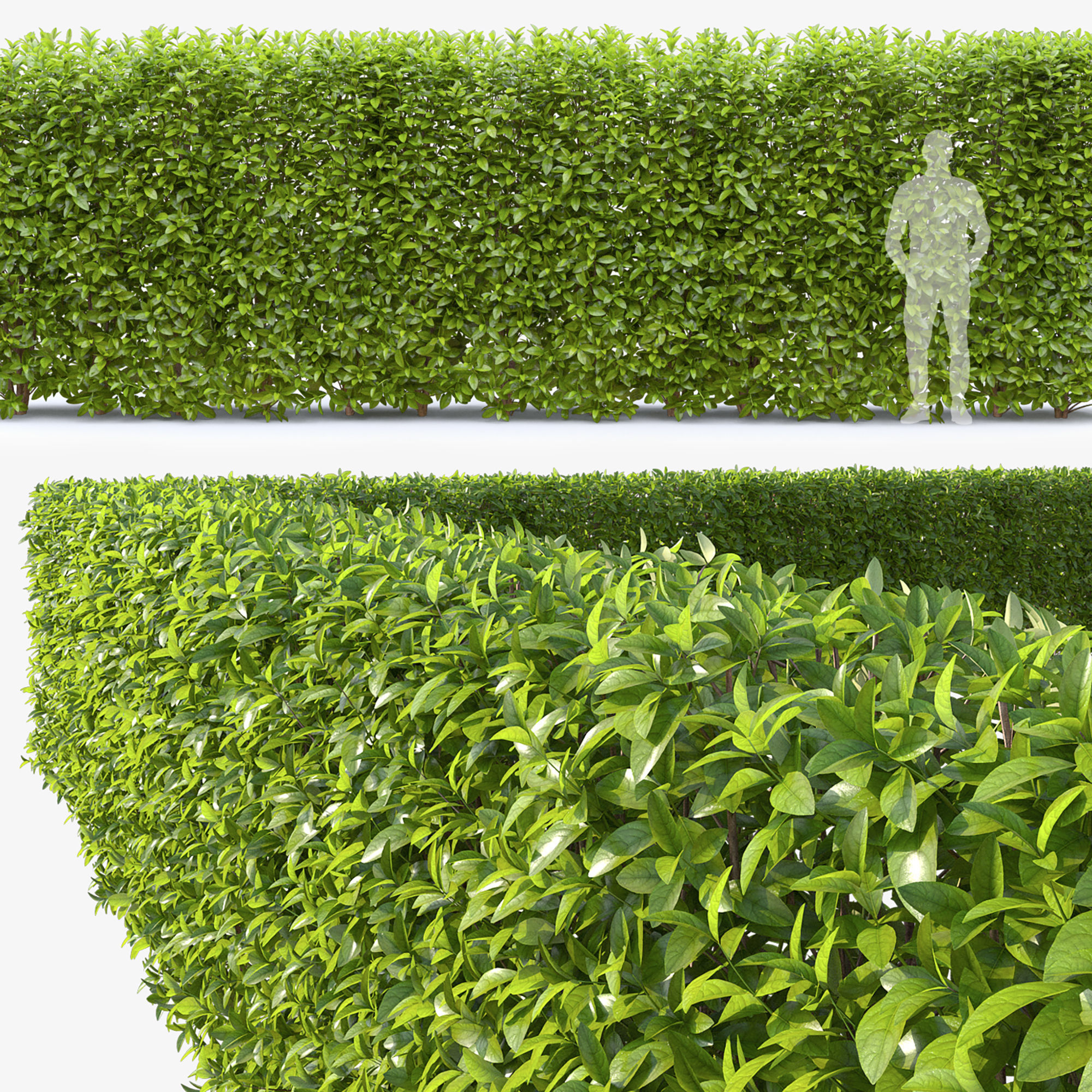 Laurocerasus hedge 01 3D model_2