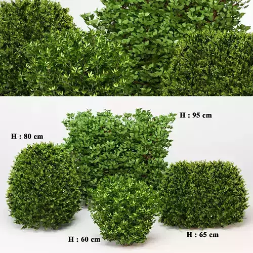 Outdoor Plants set 06