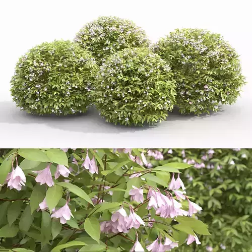 Weigela globe 01 flowering