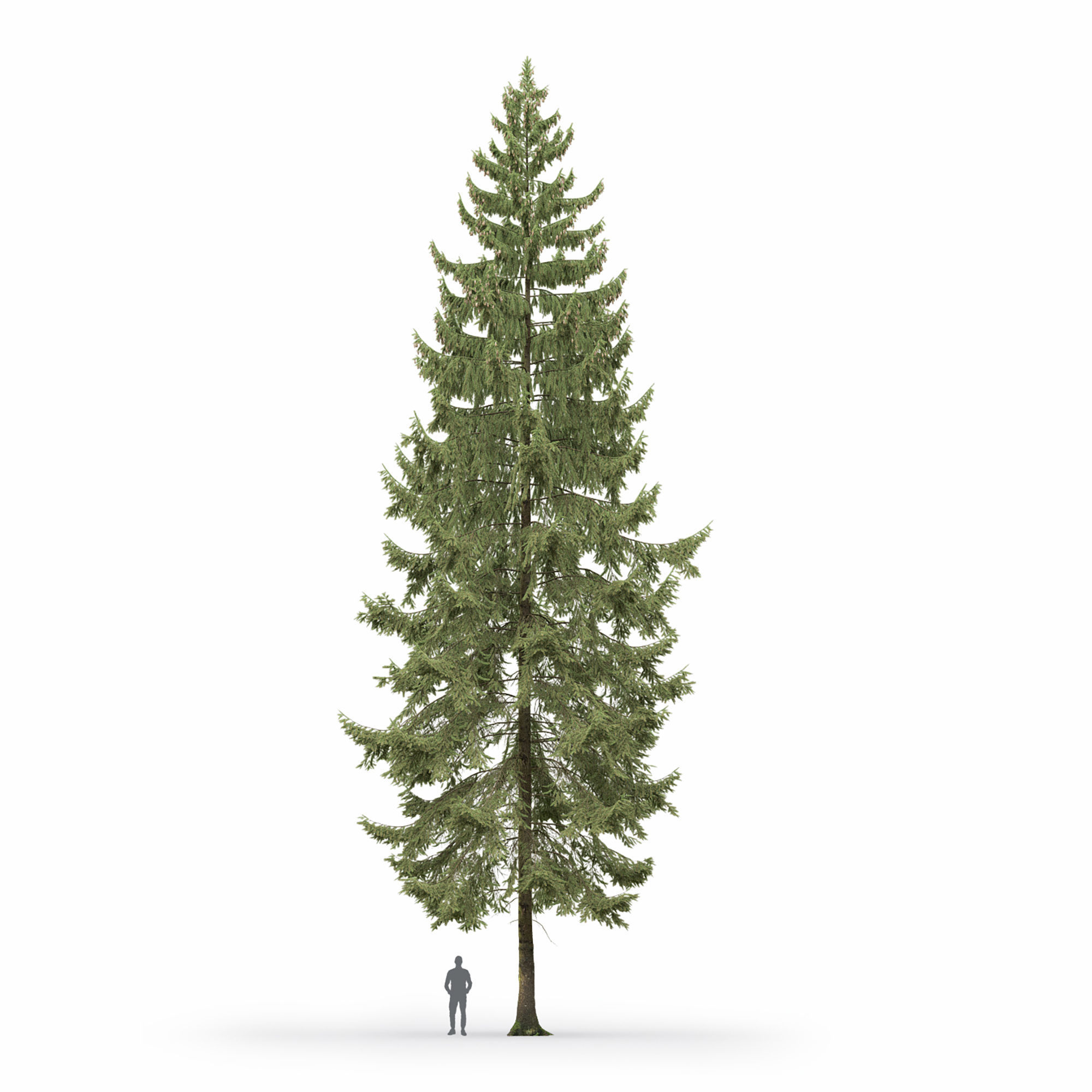 Spruce 01 3D model_3