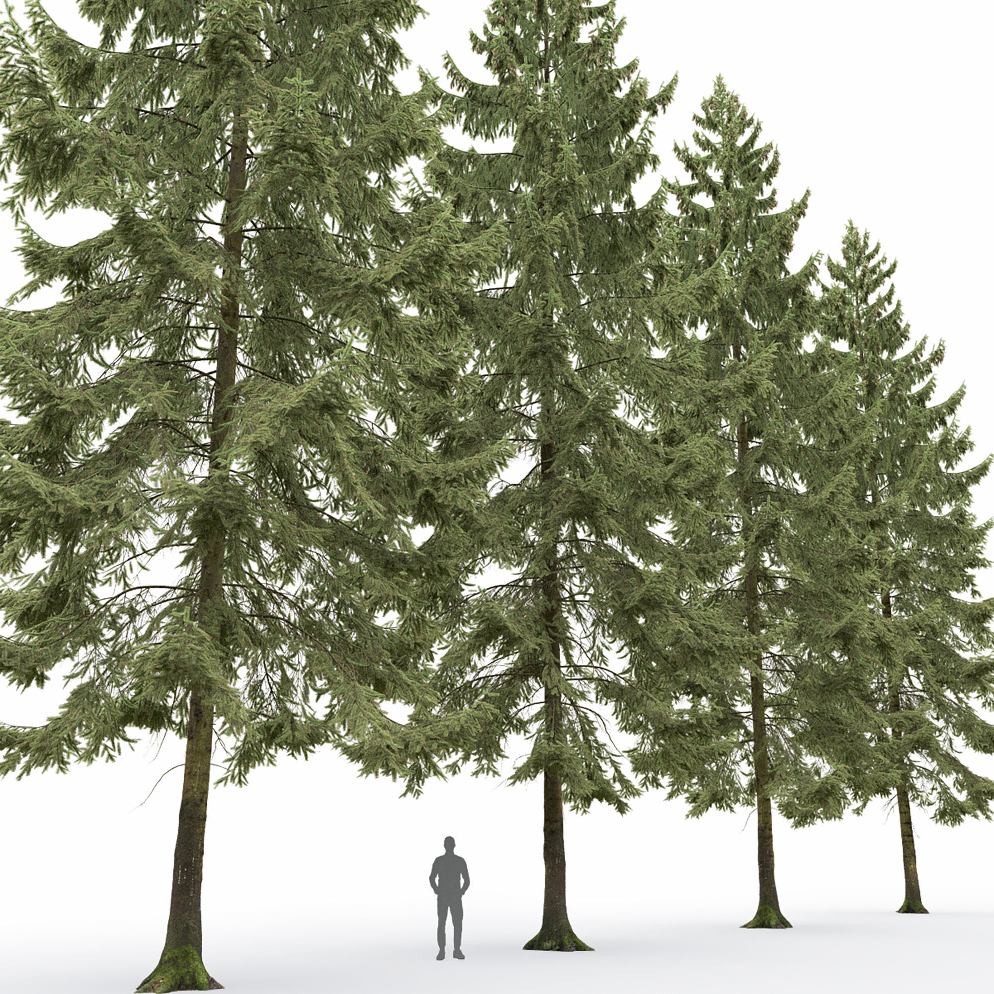 Spruce 01 3D model_1