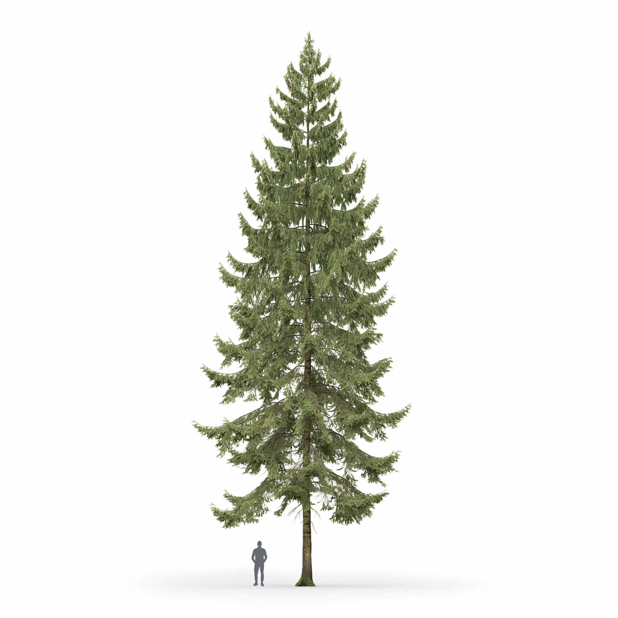 Spruce 01 3D model_2