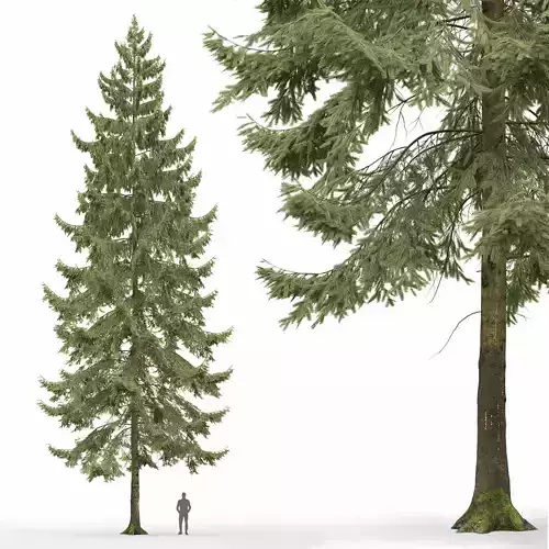 Spruce 01 3D model