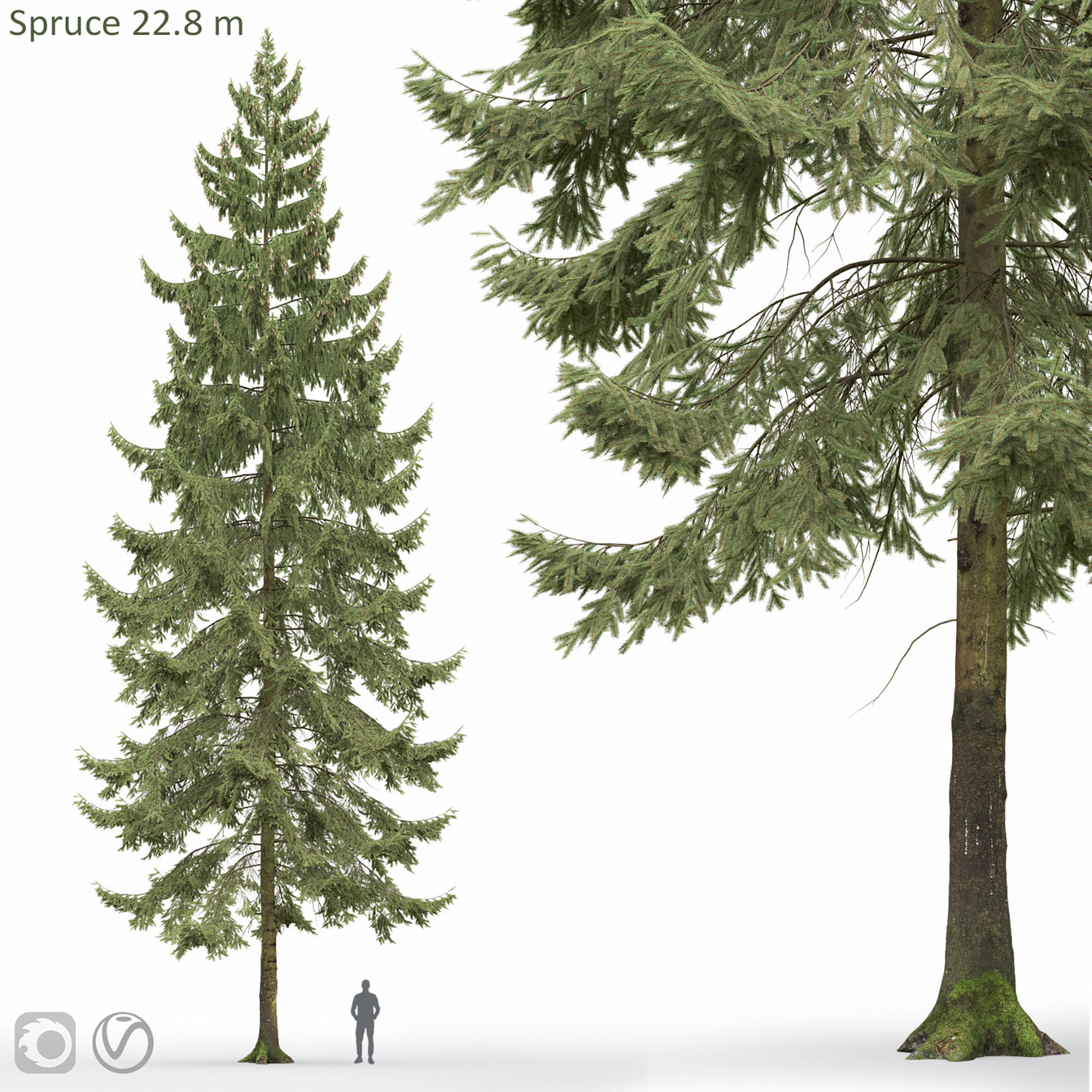 Spruce 01 3D model_5