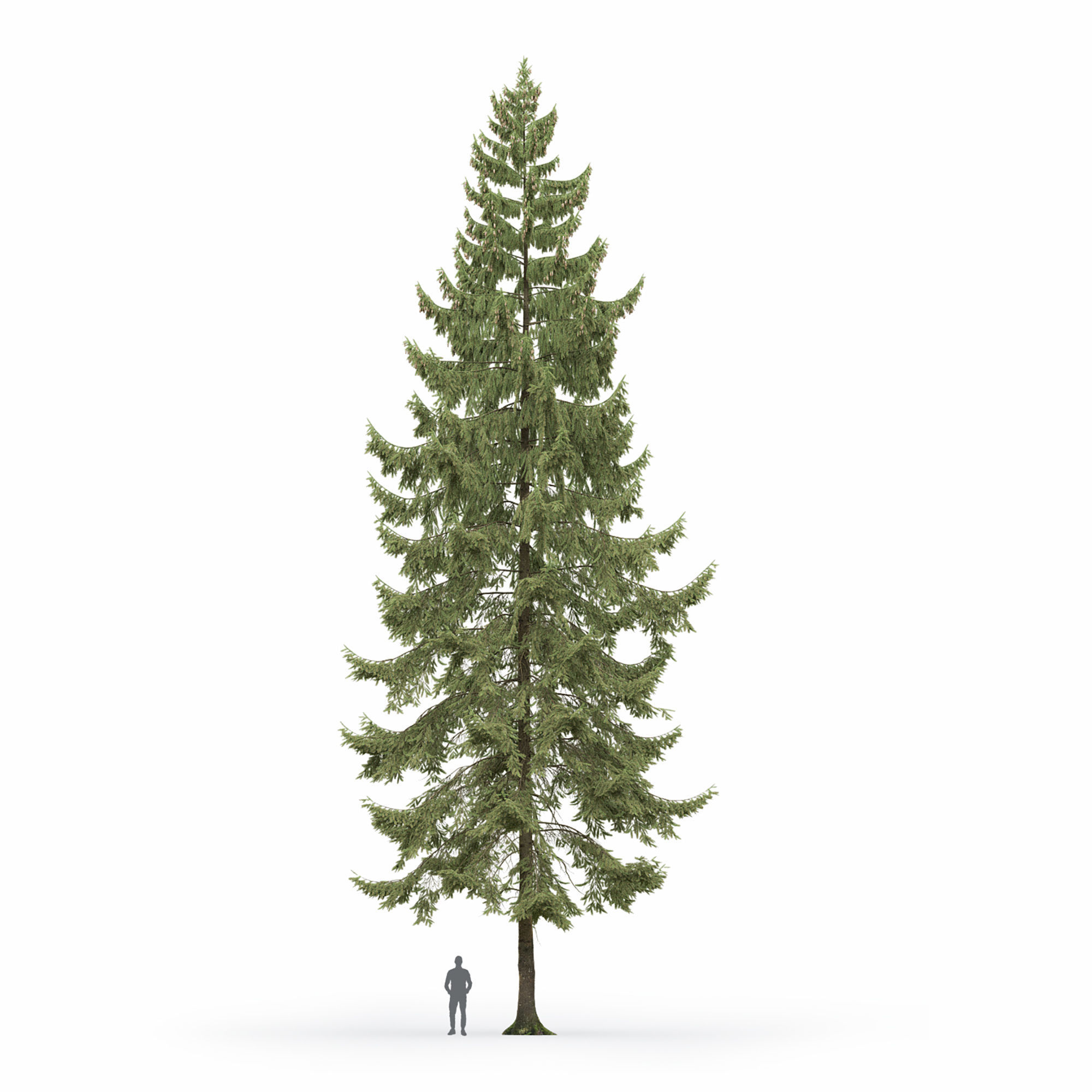 Spruce 01 3D model_4
